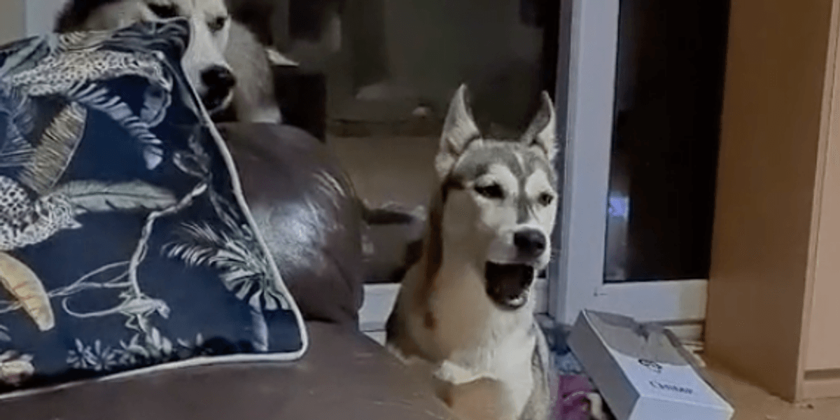 Mocking Dog Dog mocks owner's laugh - and it may be the best thing you see on the ...
