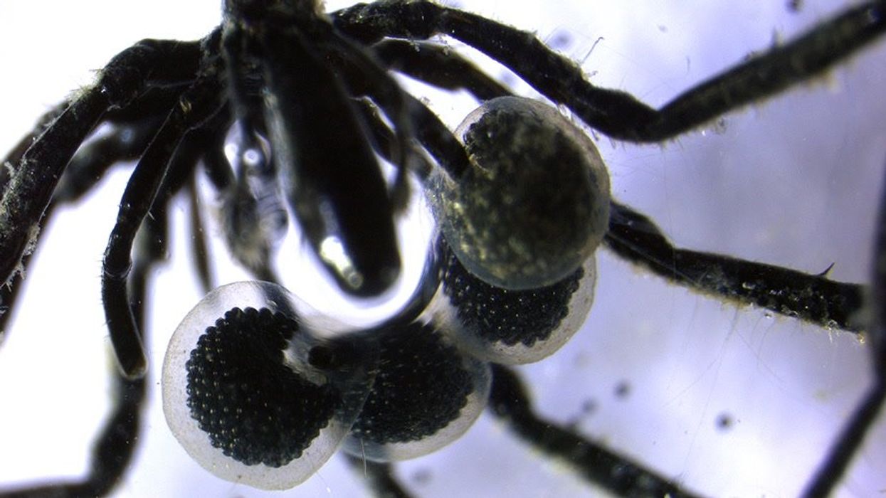 'Methane-powered sea spiders' live on ocean floor in never-before-seen discovery