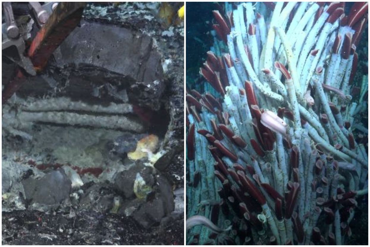 Jaw-dropping discovery made beaneath ocean shows Earth's crust is teeming with life
