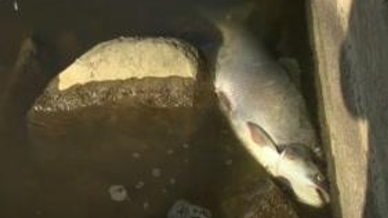 Viral video shows filleted fish jumping in oven like scene from a ‘horror movie’