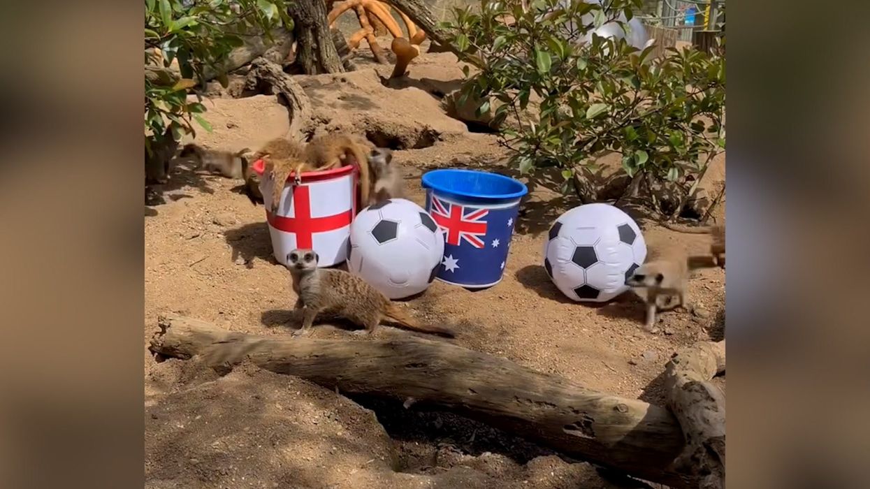 'Mystic meerkats' predict World Cup semi-final result between England and Australia
