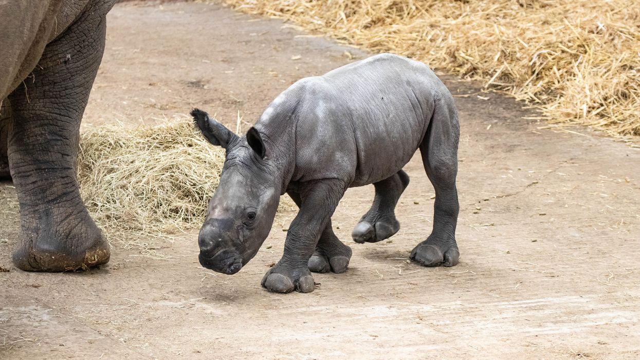 Nandi the baby rhino (ZSL)