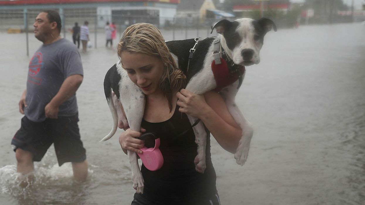 Naomi Coto carries Simba on her shoulders as they evacuate their home after the area was inundated with flooding from Hurricane Harvey on August 27, 2017 in Houston, Texas. Harvey, which made landfall north of Corpus Christi late Friday evening, is expected to dump upwards to 40 inches of rain in Texas over the next couple of days. Picture: