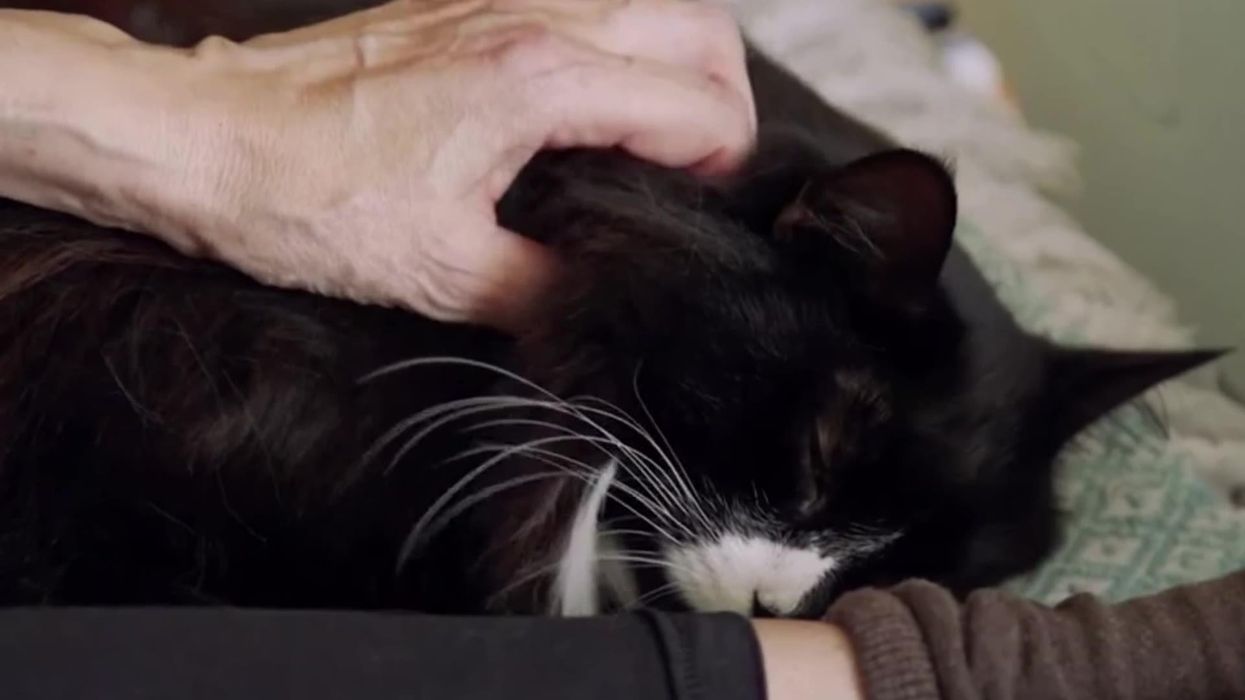 Hospice felines Jasper and Willow win National Cat Awards