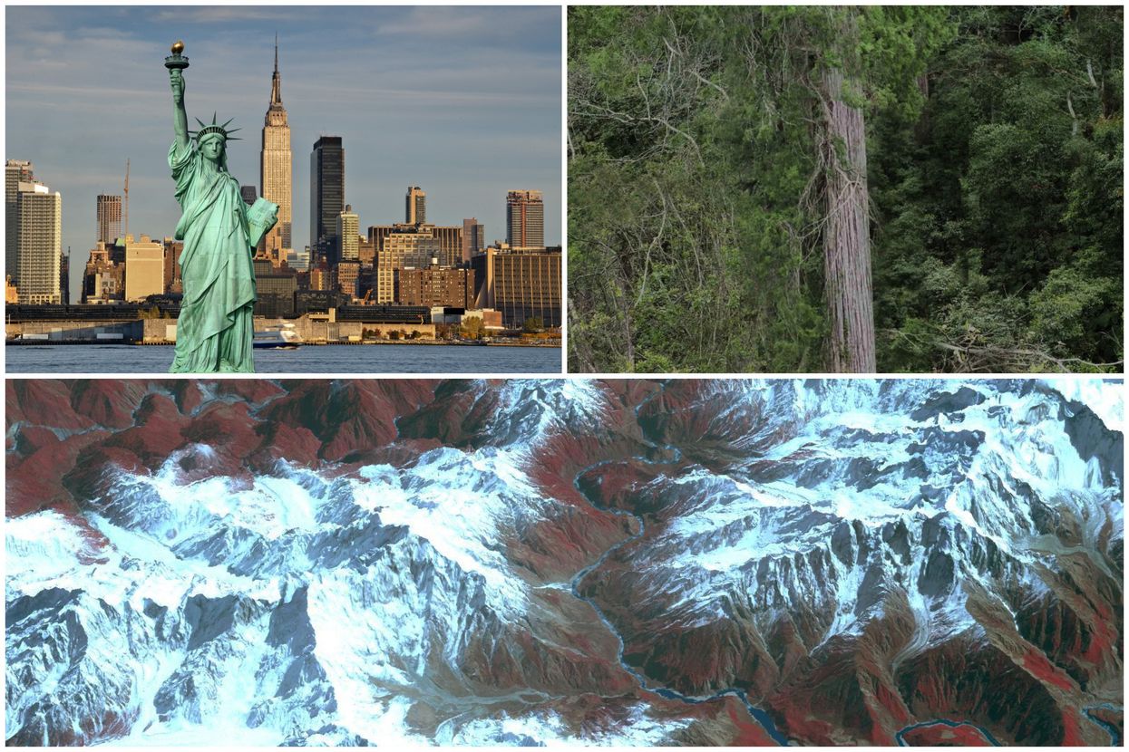 Tree taller than the Statue of Liberty discovered in the world's deepest canyon