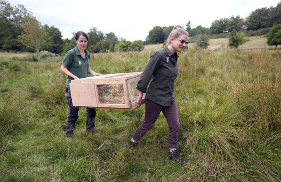 National Trust staff carry a pen holding water voles