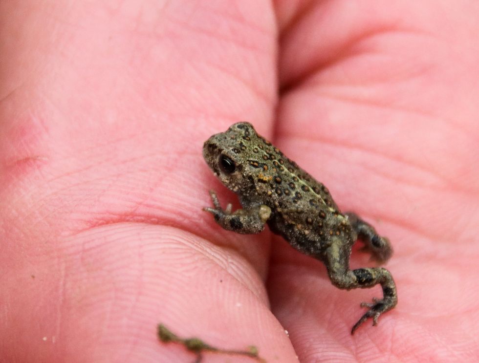 Natterjack toadlet, handled under licence with Natural England (Dynamic Dunescapes/Emma Brisdion/PA)