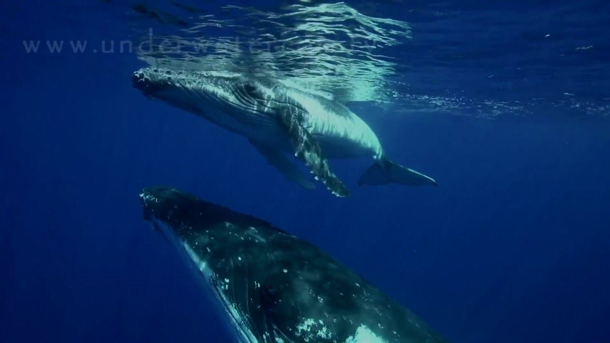 Calming images of nature could hold answers to freeing us from physical pain