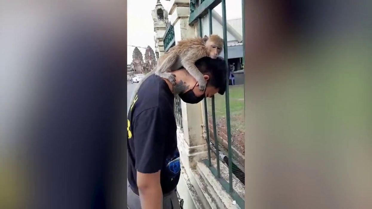 Controversial study sees human brain gene inserted into monkeys