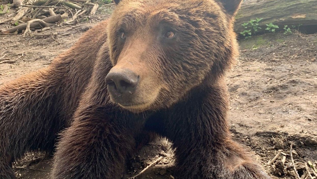 Neo the brown bear