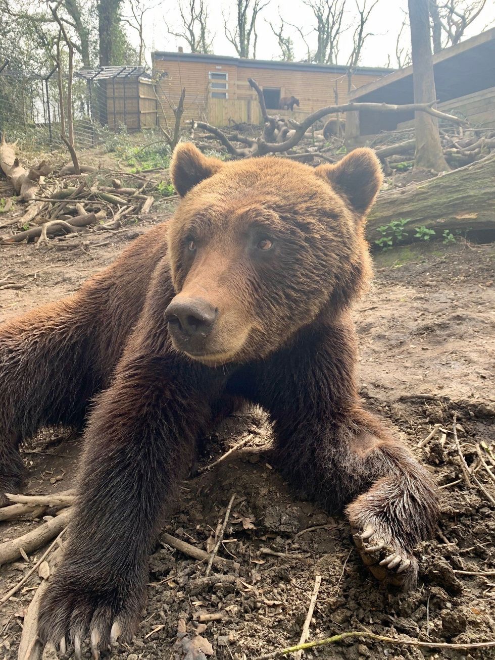 Neo the brown bear