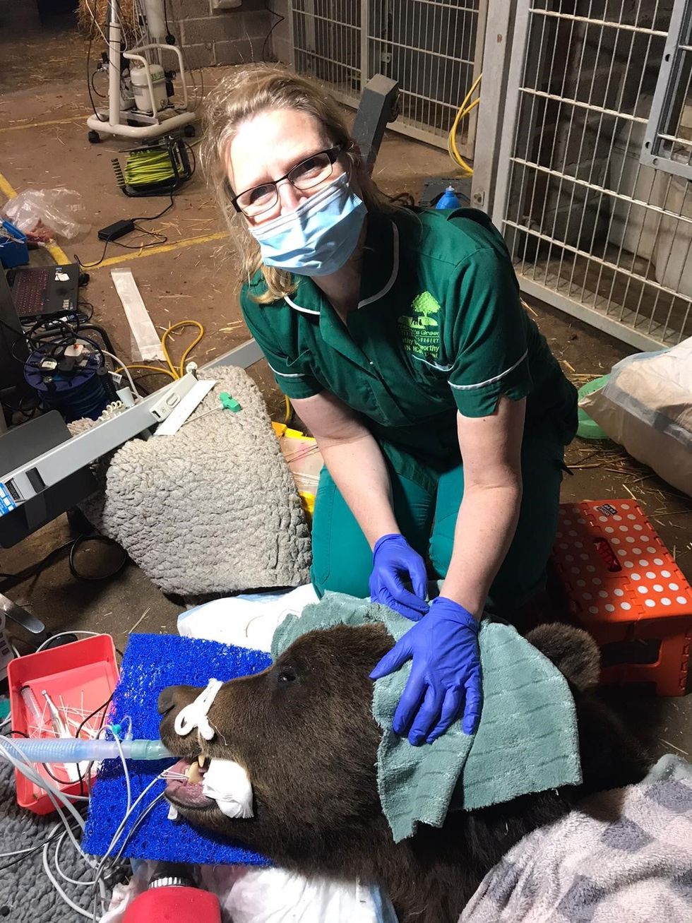 Neo the Wild Place Project bear has a visit from the dentist