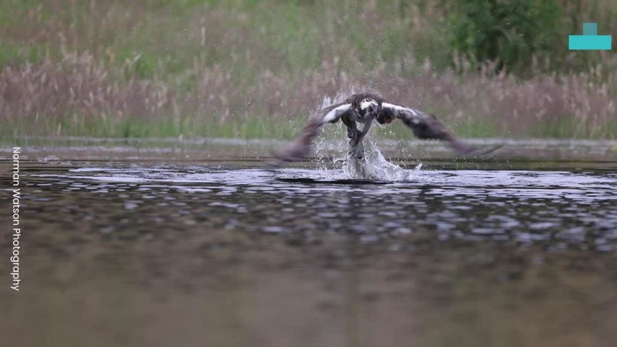 Scientists discover brand new 24-foot sea monster species and it's utterly terrifying