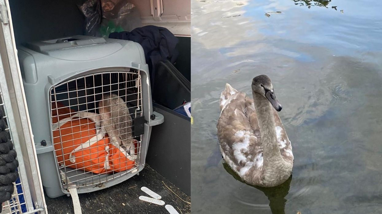 (Network Rail/RSPCA)