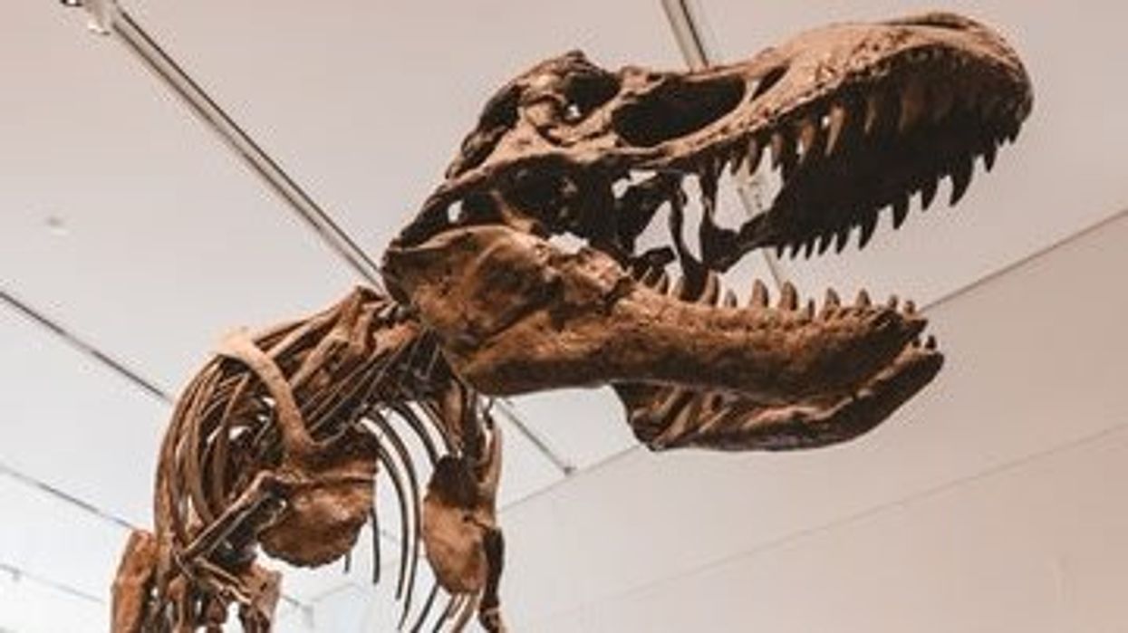 Groundbreaking discovery changes our understanding of dinosaur timelines