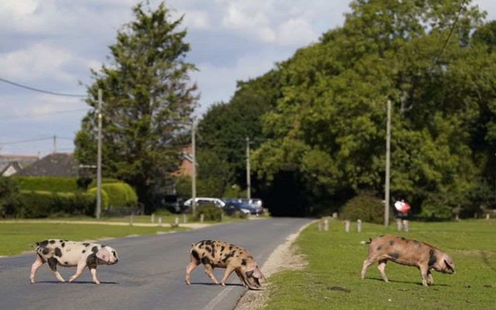 New Forest Pannage