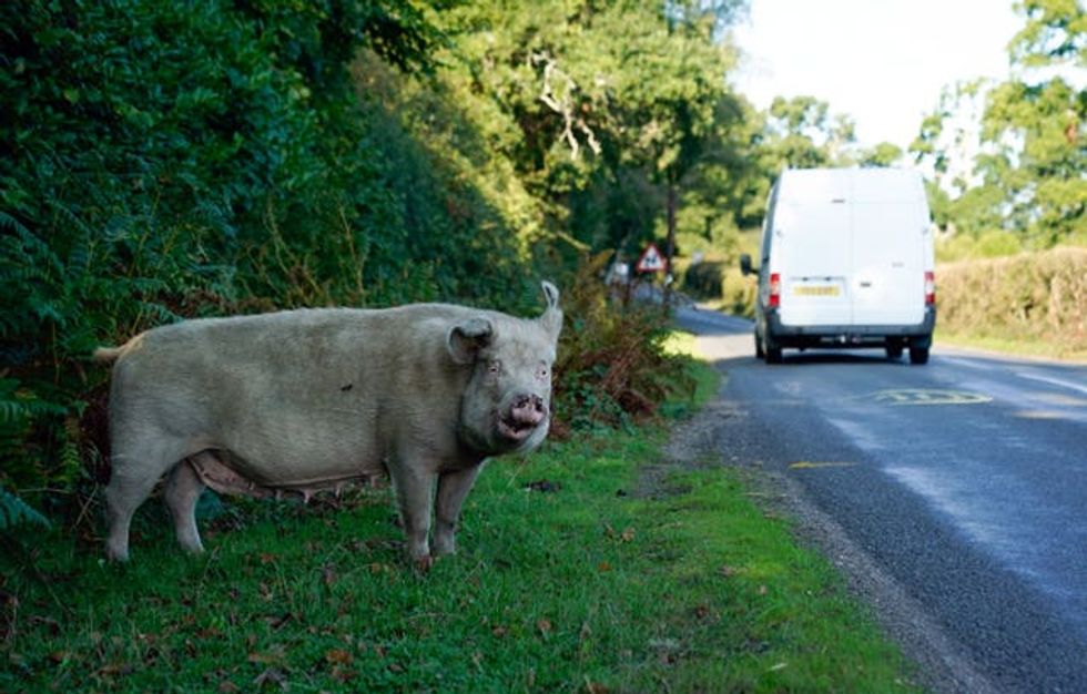 New Forest Pannage