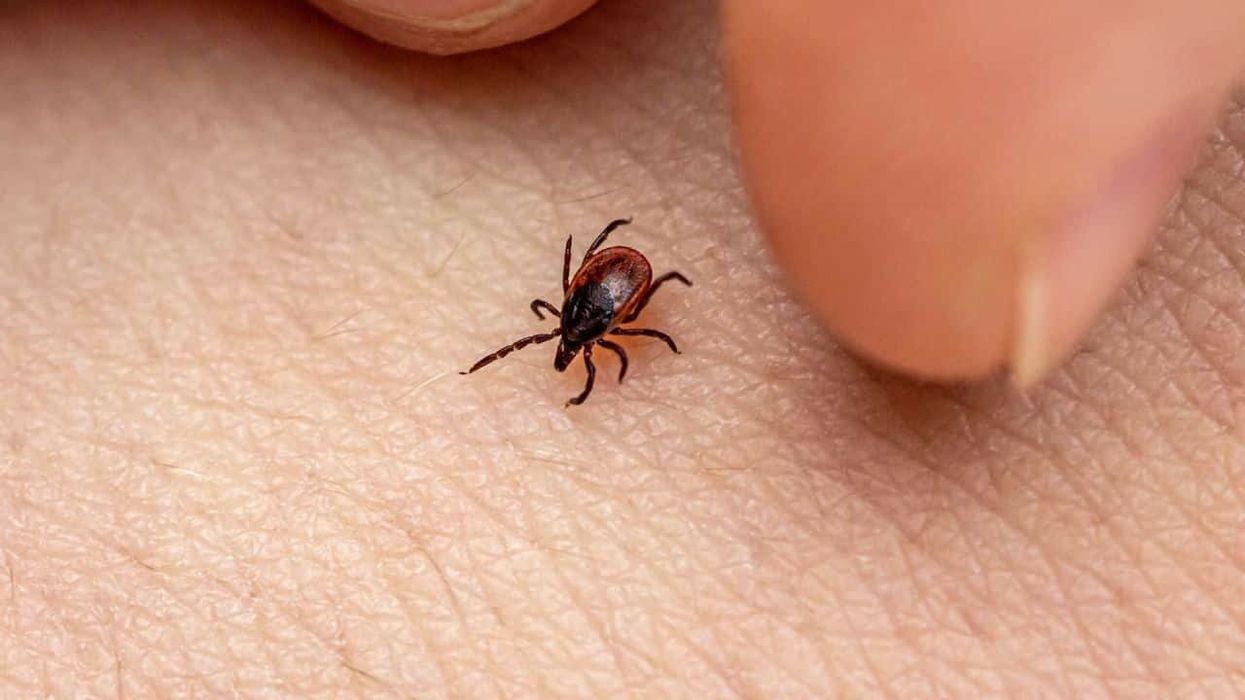 Mum shocked to discover two ticks living inside her toddler daughter's ear