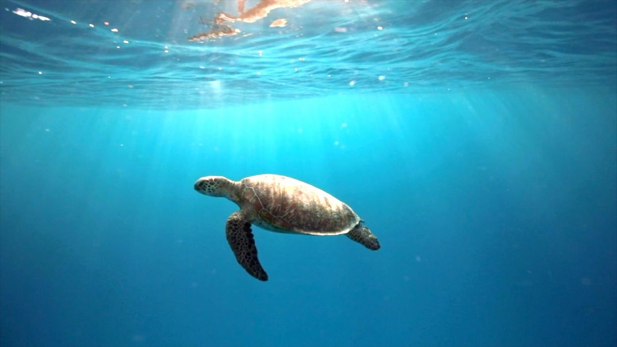 Massive ocean discovered beneath the Earth's crust containing more water than on the surface