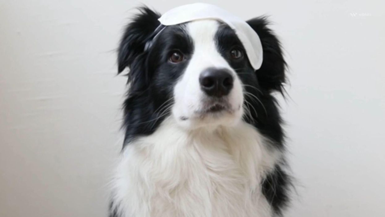 New study says humans are responsible for puppy dog eyes