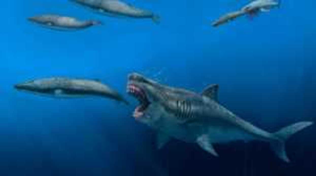 Huge Megalodon shark teeth scattered across the ocean floor filled with metals