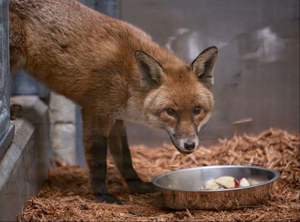 New York zoo takes in fox which stowed away on cargo ship at UK port