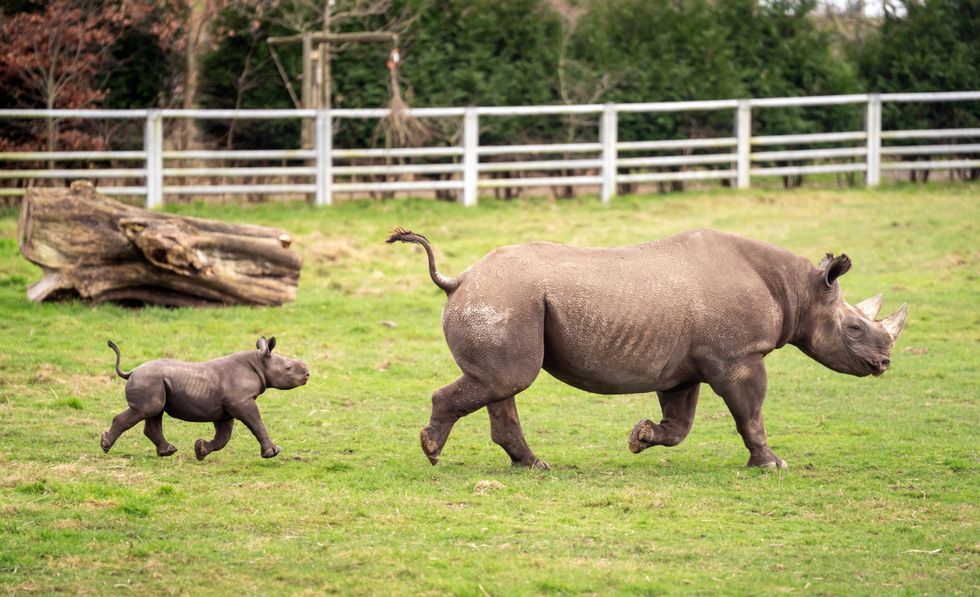 Critically endangered black rhino calf born in Yorkshire