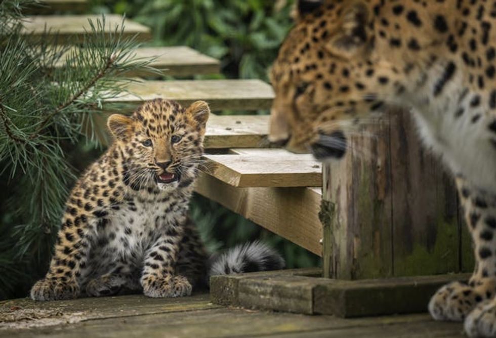 Newborn leopard cub