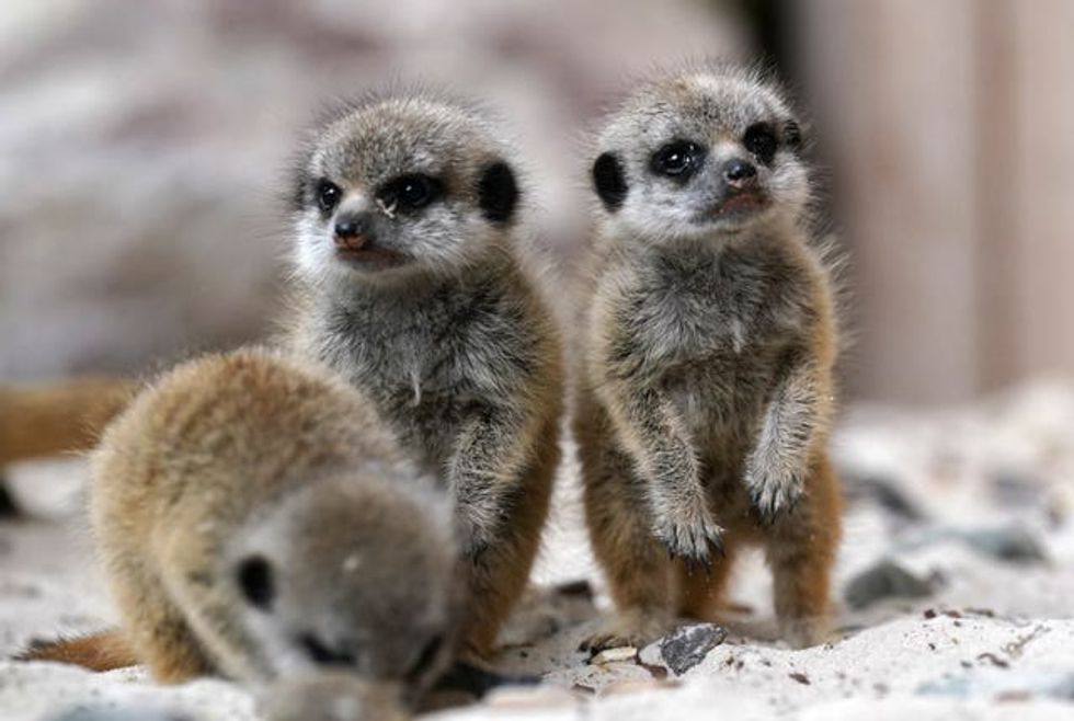 Newborn meerkats at Blair Drummond