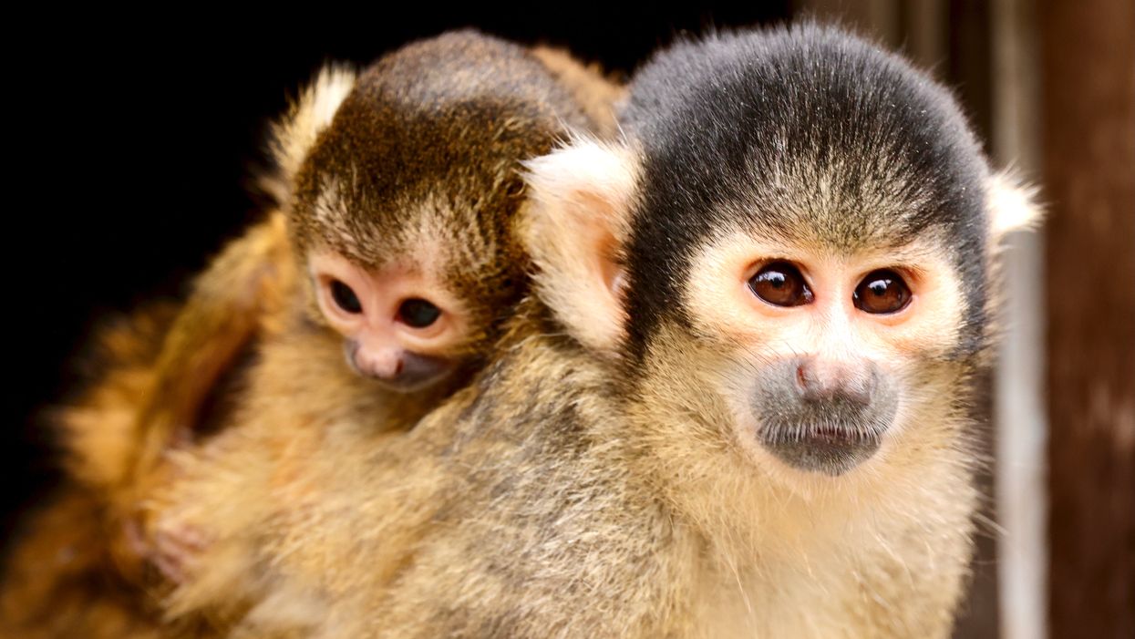 Newborn squirrel monkeys welcomed to ZSL London Zoo