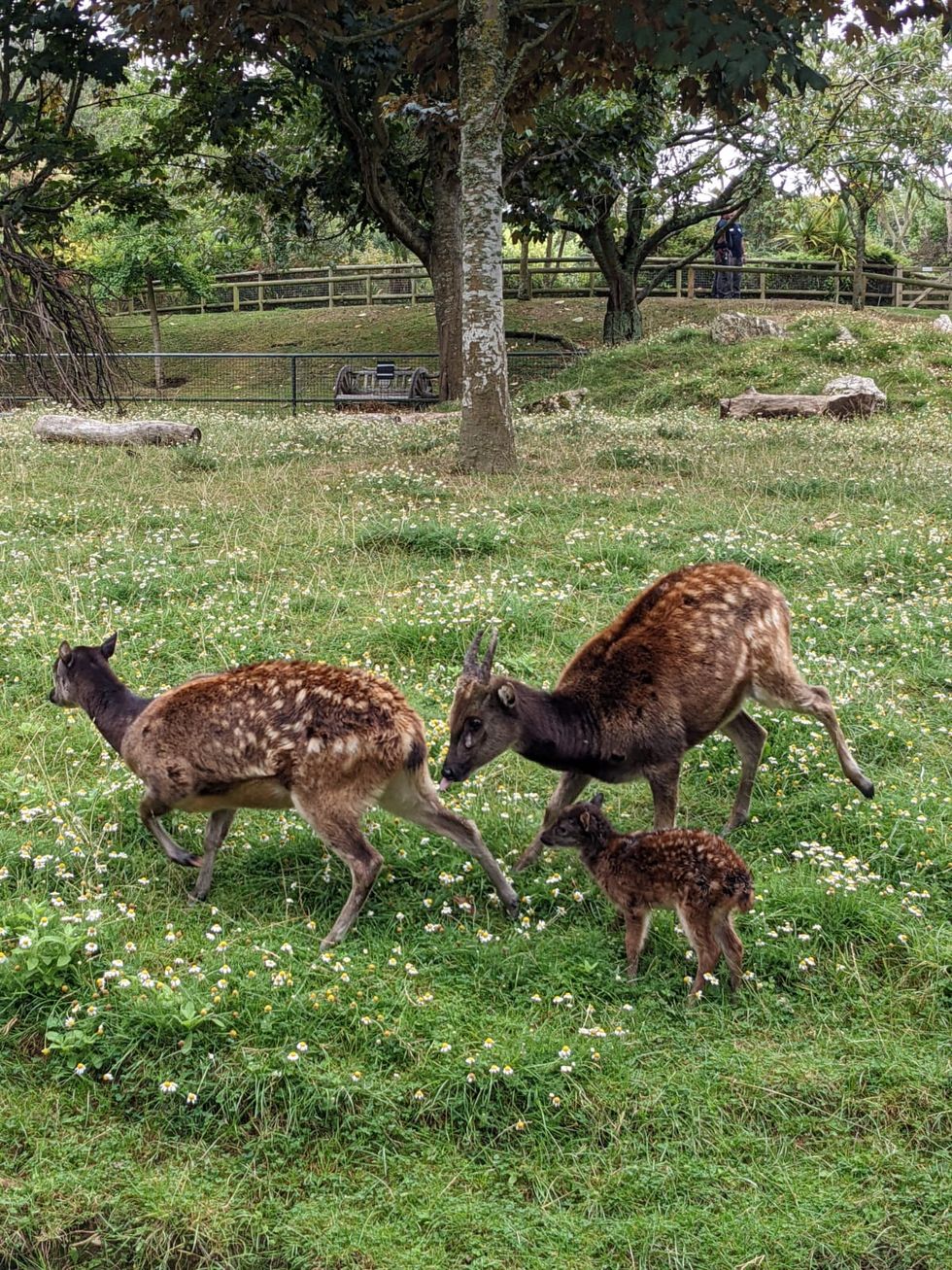 Newquay Zoo welcomes birth of endangered Philippine deer