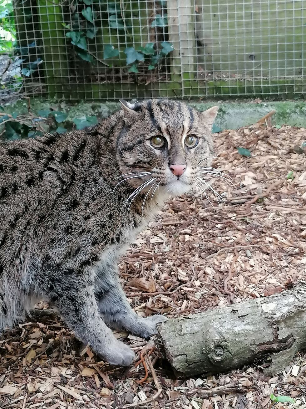 Zoo welcomes rare male fishing cat with hope there could be future kittens