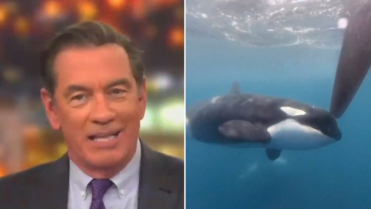 News anchor uses bizarre Bin Laden analogy to describe whales attacking boats