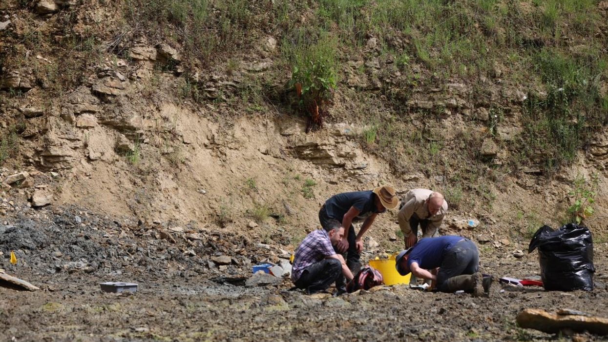 NHM experts digging for fossils