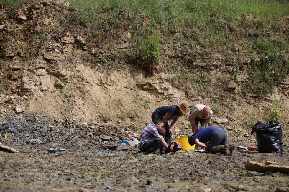 NHM experts digging for fossils