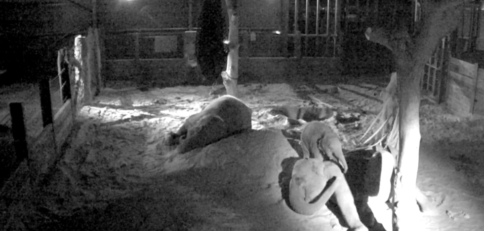 Zoo’s night-vision footage of Asian elephants ‘vital to protect species in wild’