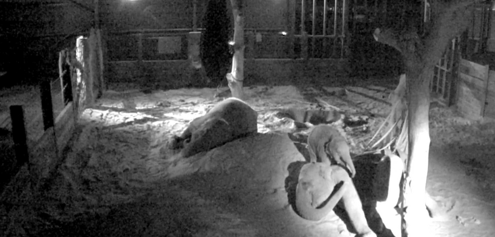 Zoo’s night-vision footage of Asian elephants ‘vital to protect species in wild’