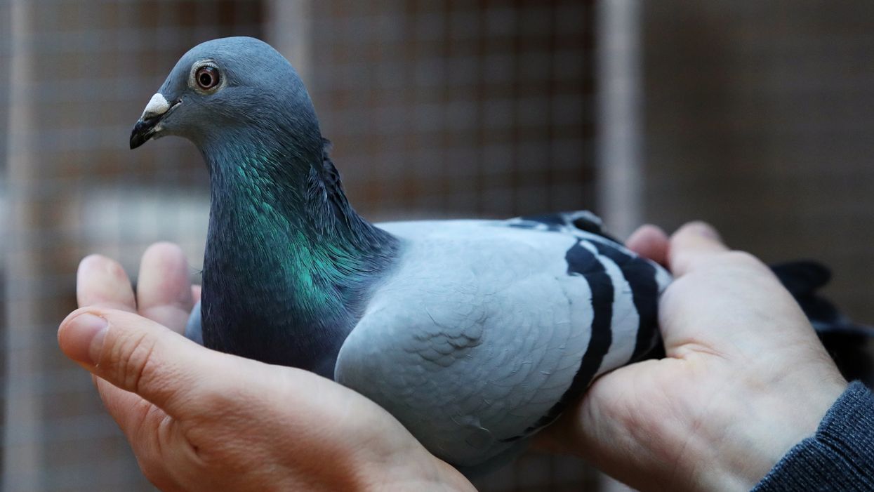Nikolaas Gyselbrecht, founder of Pipa, a Belgian auction house for racing pigeons, shows a two-year old female pigeon named New Kim who just set a new world record price of $1.9m