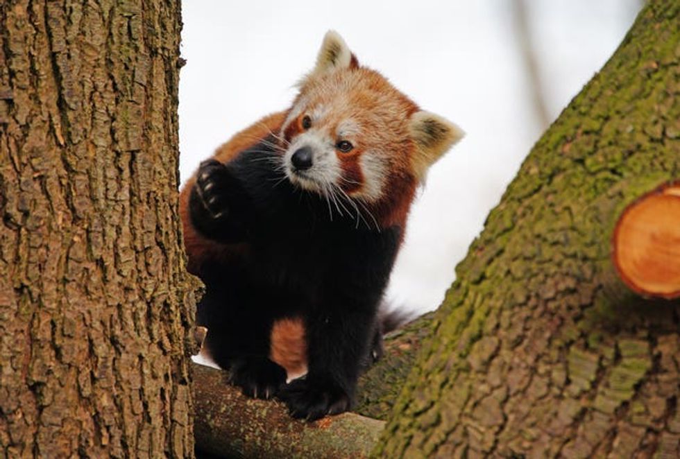 Nilo was pictured exploring his new surroundings (Ben Birchall/PA)