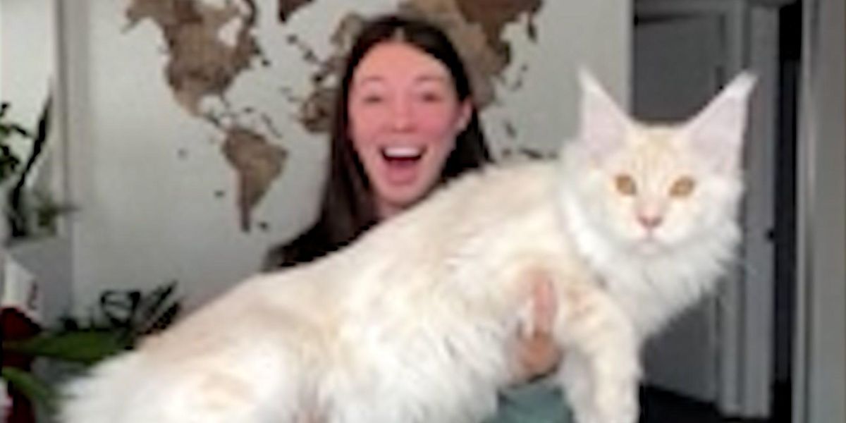 Nine month old Pet Cat Balloons To Size Of A Five year old Child And nine-month-old-pet-cat-balloons-to-size-of-a-five-year-old-child-and
