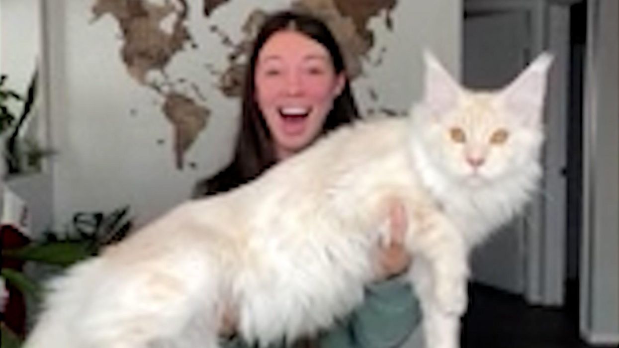 Nine-month-old pet cat balloons to size of a five-year-old child - and is growing