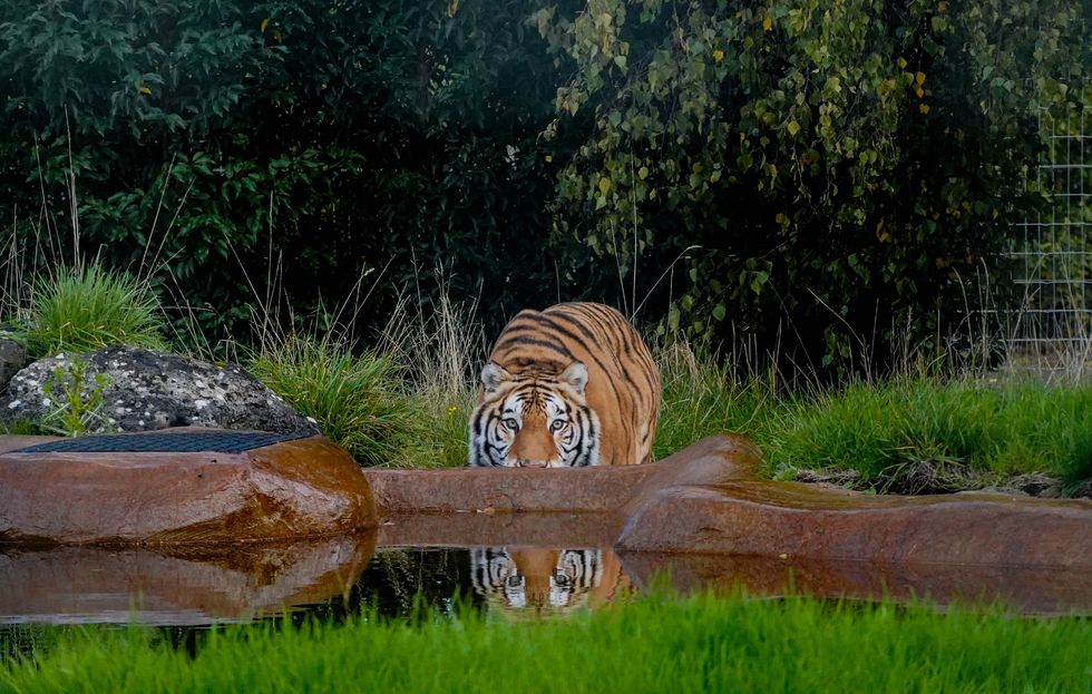 Rescued tiger Aqua settling into new home at British zoo
