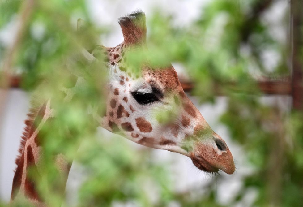 Female giraffe arrives at safari park in bid to boost breeding programme
