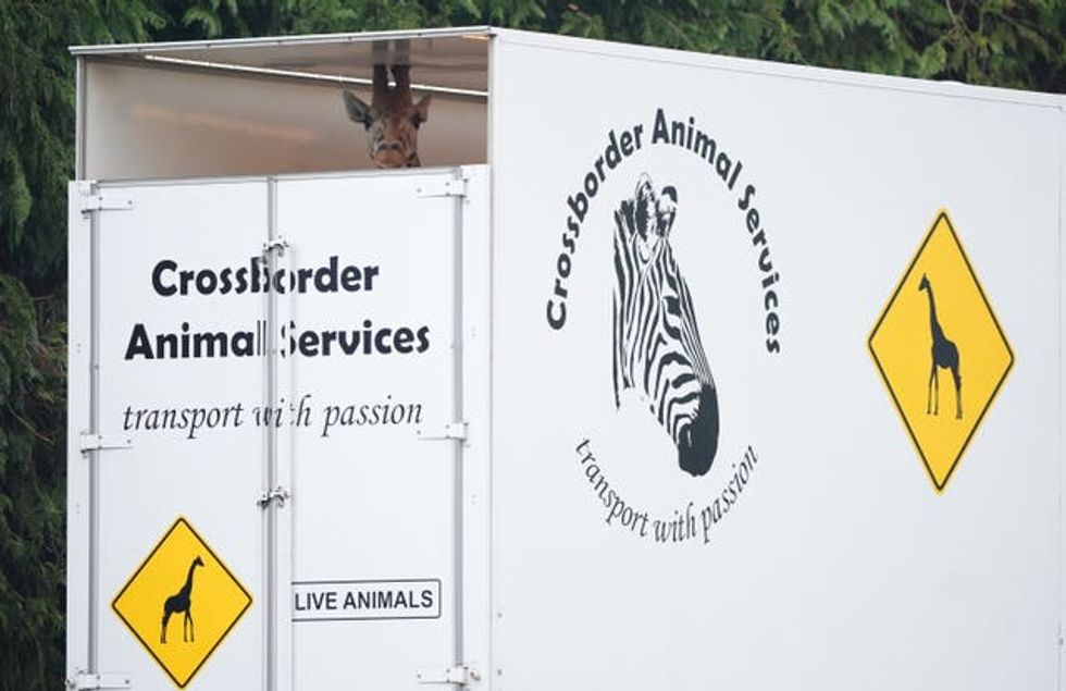 Noinin the giraffe looking out from her transporter