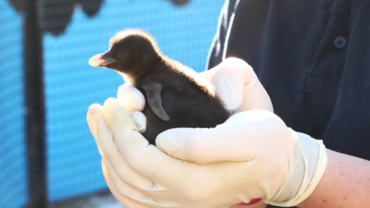 Northern rockhopper chick