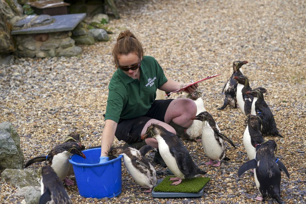 Northern rockhopper penguins gather round keeper Claire McSweeney (Steve Parsons/PA)
