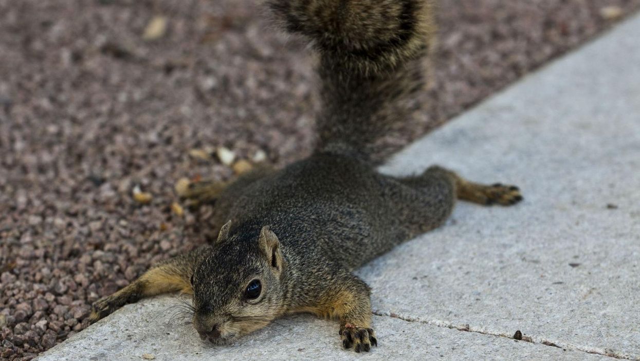 Not this squirrel