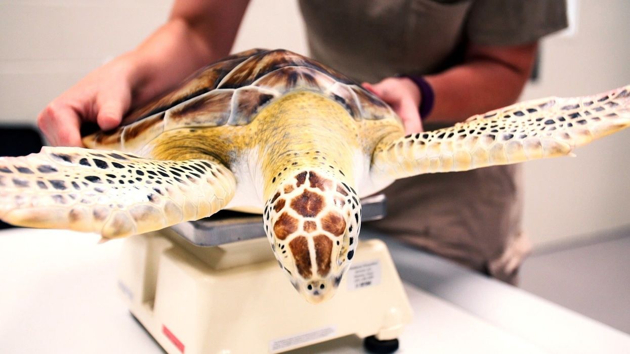 Watch: Sweet moment Houston vet returns rescued turtle to the ocean