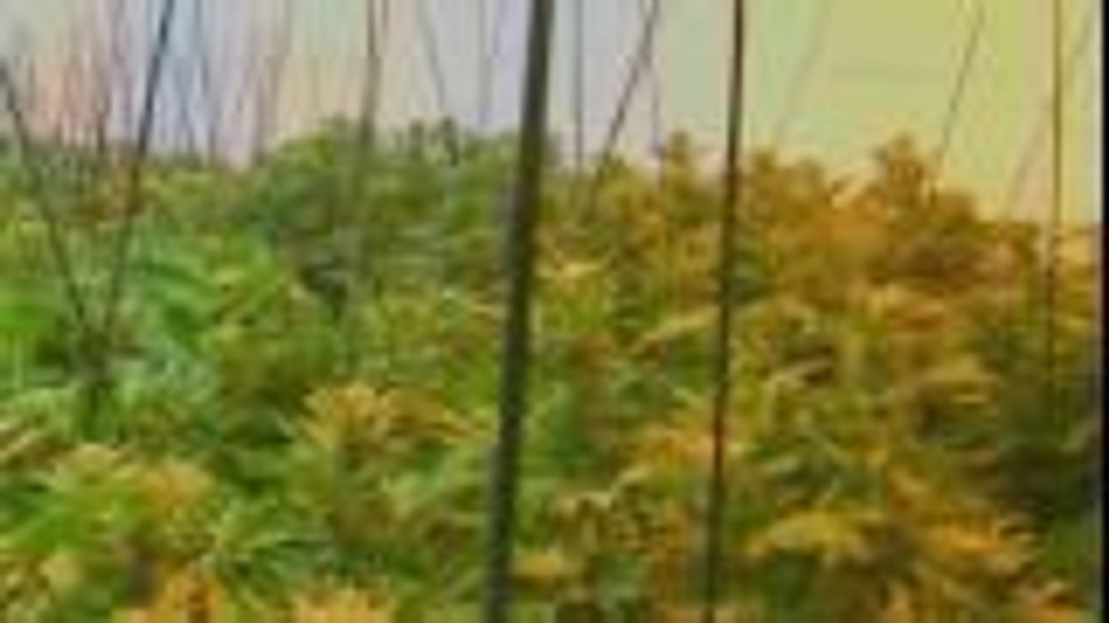 A map of everywhere marijuana is legalized in the US