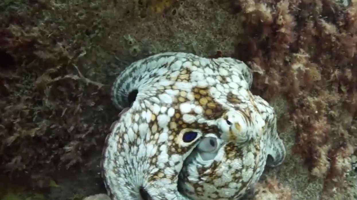 Cheeky octopus steals diver's video camera after being chased underwater